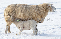 Lam drinkt bij moeder in de sneeuw.