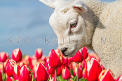 Lammetje en tulpen.