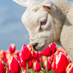 Lammetje en tulpen.