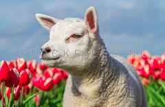 Lammetje en Tulpen.