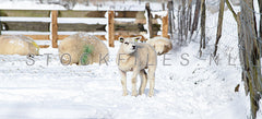 Lammetje in de sneeuw.