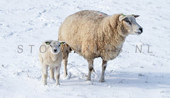 Moeder en lam in de sneeuw.