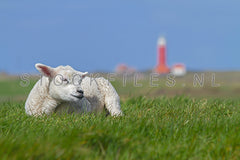 Lammetje op de Waddendijk.