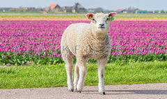 Lammetje op het fietspad.