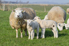 Schapen en lammetjes.