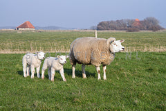 Schaap en lammetjes.