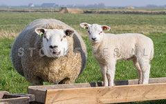 Schaap en lammetje.