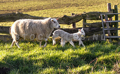 Lammetjes op de Hogeberg.