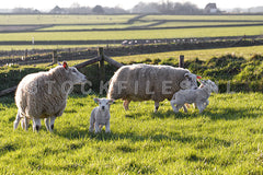 Lammetjes op de Hogeberg.