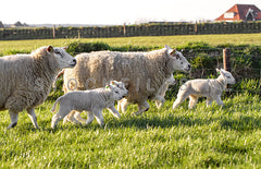 Lammetjes op de Hogeberg.