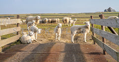 Lammetjes op Hogeberg.