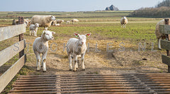 Lammetjes op de Hogeberg.