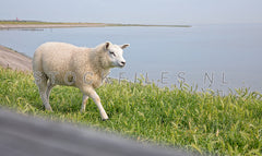 Lammetje op de Waddendijk.