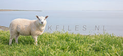 Lammetje op de Waddendijk.