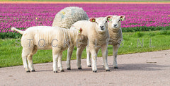 Lammetjes op het fietspad.