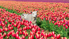 Lammetjes rennen door de tulpen.