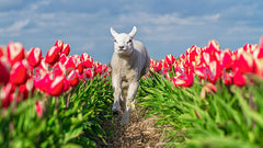 Lammetje rent tussen de tulpen.