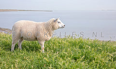 Lammetje op de Waddendijk.