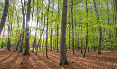 Lente in het bos.