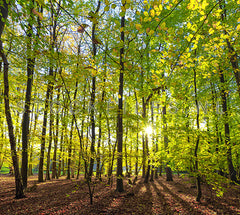 Lente in het Texelse bos.