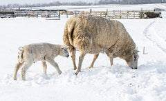 Schapen in de sneeuw.