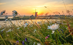 Molen het Noorden met veldbloemen op Texel.