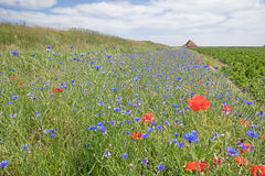 Mooie bermen op Texel.