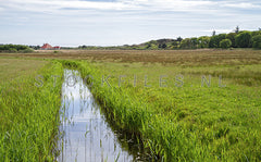 Natuur op Texel.