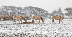 Paarden in de sneeuw op Texel.