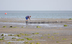 Pieren steken op het Wad.
