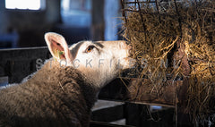 Schaap in de stal.