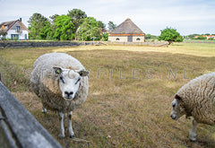 Schaap en boet in de Koog.