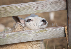Schaap kijkt door houten hekwerk.