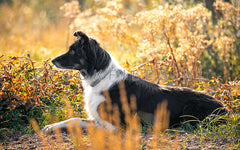 Schaapshond in het gouden ochtendlicht.
