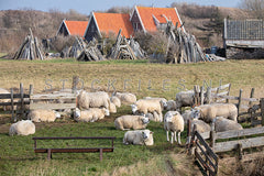 Schapen op Texel.