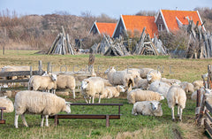 Schapen in het Texelse landschap.