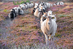Schapen lopen door de bloeiende heide.