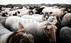 Schapen in de Texelse duinen.