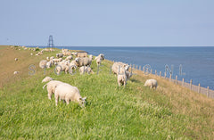 Schapen en lammetjes op de Waddendijk.