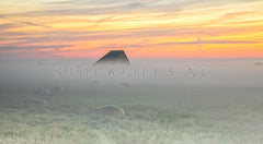Boet en schapen in de mist.