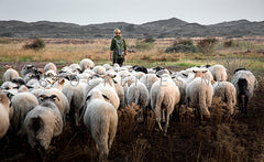 Schapen en herder door de duinen.