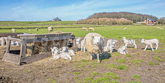 Schapen en lammetjes op de Hogeberg op Texel.