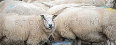 Schapen eten.