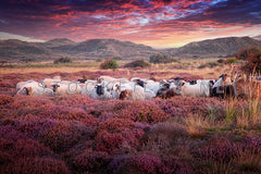 Schapen grazen tussen de bloeiende heide.