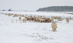 Schapen in de sneeuw op de Hogeberg.