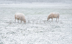 Schapen in de sneeuw.