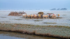 Schapen in de mist in de winter.