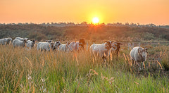 Schapen in de vroege ochtendzon.