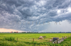 Schapen onder een stormlucht op Texel.