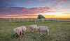 Schapen op Texel tijdens een schitterende zonsondergang.